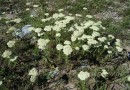 Achilea millefolium gr. ©  Pandion Wild Tours